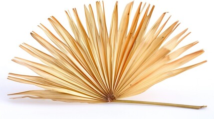 Dried Palm Leaf with Brown and Tan Hues