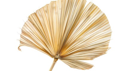 A Single Dried Palm Leaf with a Fan-Like Shape