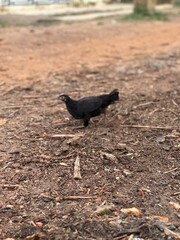 crow on the ground