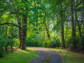Obraz premium Road Through the Forest with Light
