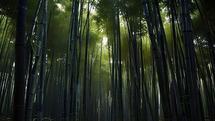 Fototapeta premium bamboo forest background