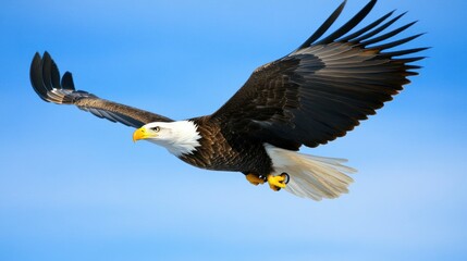Obraz premium A Bald Eagle in Flight Against a Clear Blue Sky