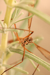 close-up picture of a gnat in a lavender plant