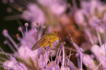 macro picture of a fly on a flower