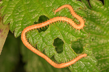 close-up of a centipede on a green leaf