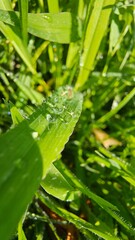 grass with dew