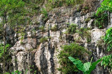 a large green leafy plant is growing on a rocky cliff.
