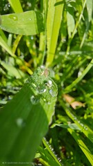 dew on grass