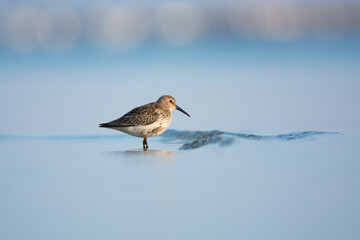 Dunlin