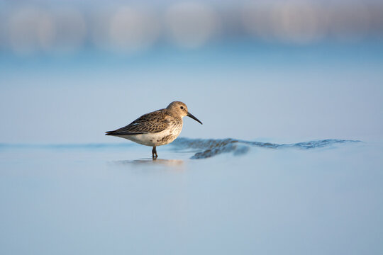 Dunlin