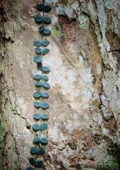 Green Vine Climbing Tree Trunk in Forest Nature Background