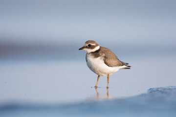 Common ringed plover