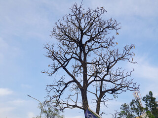photo of dry tree on the side of the road