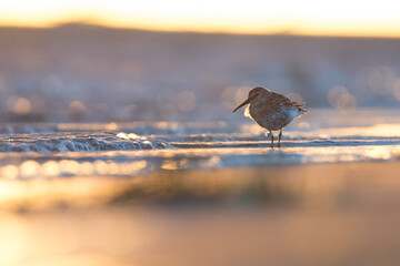 Dunlin