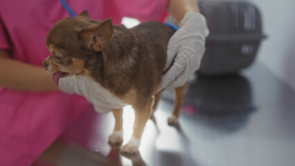 A young woman in veterinary gloves holds a chihuahua in a vet clinic room, emphasizing a professional pet care setting.