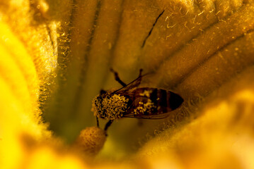 still life, zucchini, pumpkin flower close-up, macro