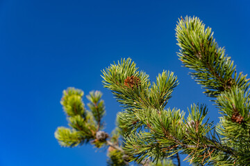 Pinus contorta,  lodgepole pine and shore pine, twisted pine, and contorta pine. Roaring Mountain, Yellowstone National Park , Wyoming.