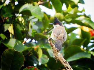 Red whiskered Bulbul Bird Perched on Branch in Lush Green Foliage