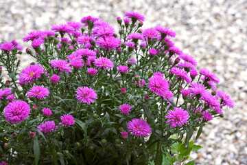 Obraz premium Flowers, spring and purple daisy in garden with sustainability, morning growth and calm environment. Blossom, peace and nature with floral bush in backyard, countryside and outdoor plants on floor