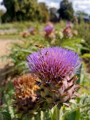 Bl&uuml;te einer Distel