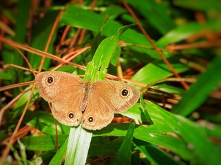 Brown Butterfly with Eye Spots on Green Grass Leaf