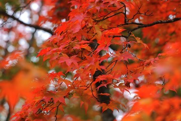 秋の陽射しを浴びて輝く紅葉