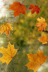 Seven maple leaves on a wet window with raindrops form an oval. autumn background frame