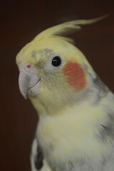The face of an Australian parakeet that looks very dashing and dignified with a crest standing...