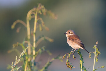 Red-backed shrike