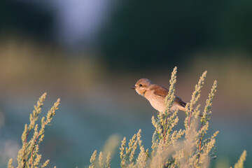 Red-backed shrike
