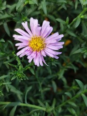 Obraz premium Beautiful Aster dumosus 