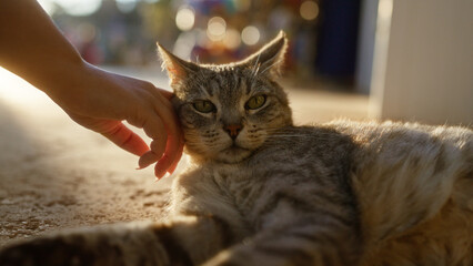 Cat enjoys gentle head scratching from a hand outdoors during a sunny day, highlighting relaxation and human-animal bond