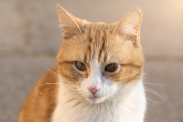 Naklejka premium Ginger cat with a distinctive eye, illuminated by gentle light. Suitable for pet rescue, love for animals, and heartwarming stories