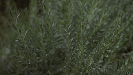 Close-up of fresh green rosemary rosmarinus officinalis leaves in natural light