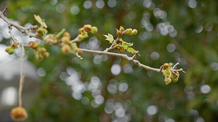 Close-up of platanus hispanica tree branches with emerging leaves in murcia, spain