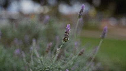 Close-up of lavandula stoechas, or spanish lavender, in murcia, spain, with a soft-focus background