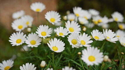 Fototapeta premium Cluster of blooming daisies with vibrant yellow centers and white petals in murcia, spain's outdoor setting.