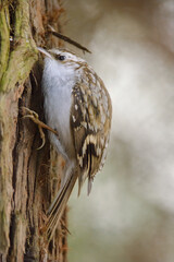 Eurasian treecreeper