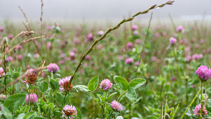 early summer morning, mist, summer countryside, white hay rolls, meadow flowers