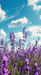 Obraz premium A field of lavender, the sky is blue with white clouds