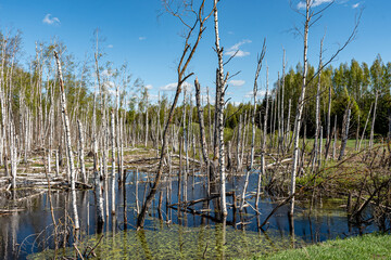 landscape with white birch trunks, flooded forest, wet birch grove, dead trees