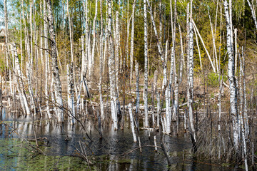 landscape with white birch trunks, flooded forest, wet birch grove, dead trees