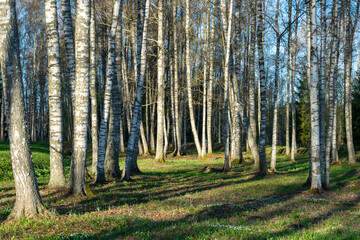 landscape with a birch grove on a spring morning, the first bright green