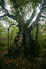 Giant poplar in the Safon forest, Georgievsk, Russia.