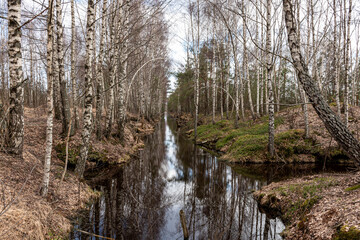 swamp ditch in spring, beautiful reflections of trees on the surface of the water, leafless trees in spring, long developed swamp