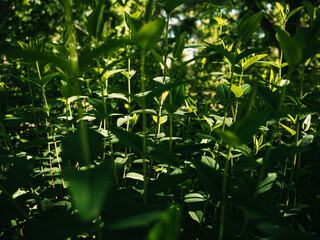 green leaves background