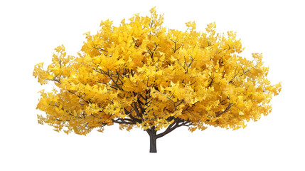 ginkgo tree png