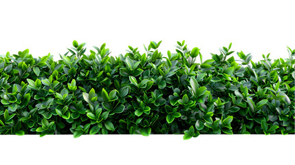 Obraz premium greenery transparent png