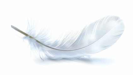 Obraz premium single white feather isolated on a pure background