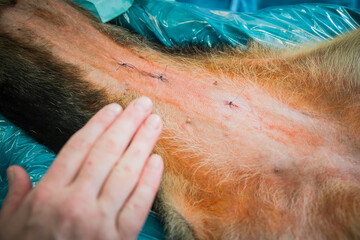 Der Bauch eines Hundes mit Nähten nach einer Operation